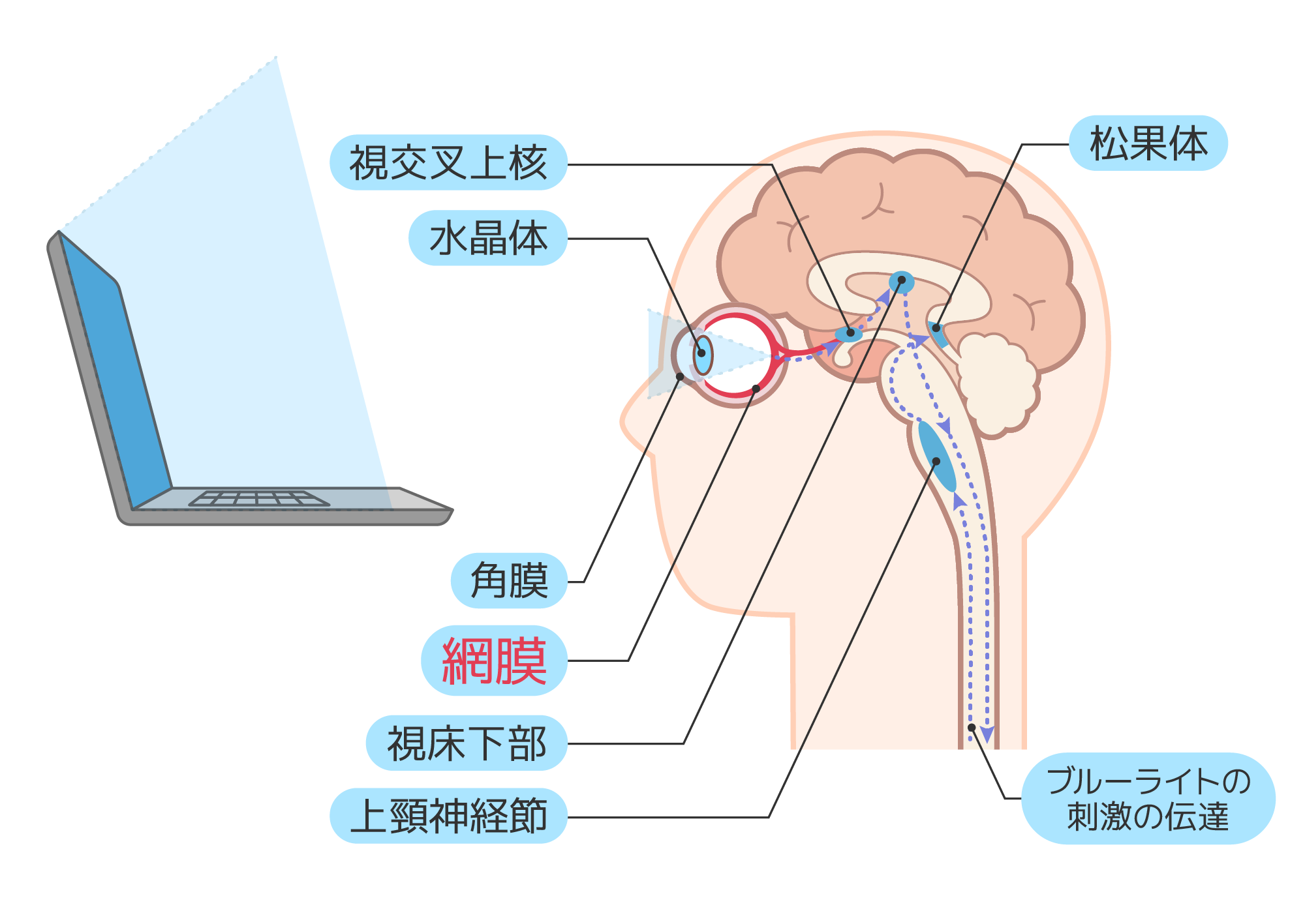 ブルーライトの刺激の伝達